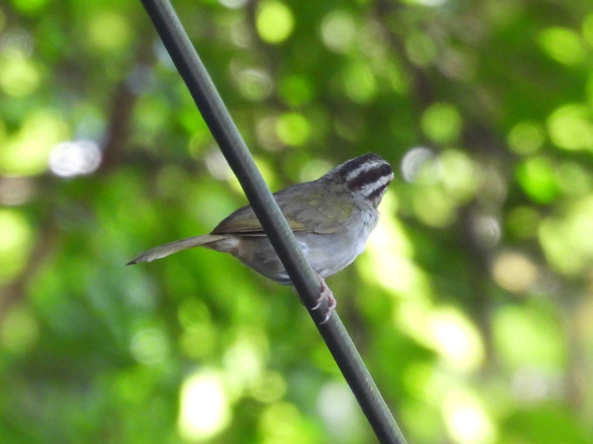 Olive Sparrow - Daniel Garrigues