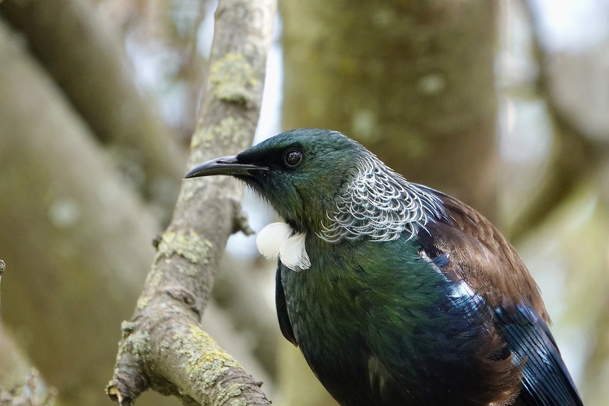 Mielero Tui - ML623309026