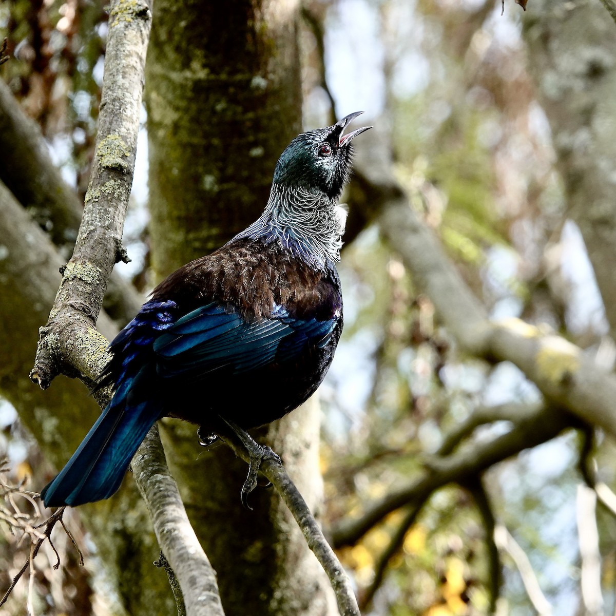 Mielero Tui - ML623309047