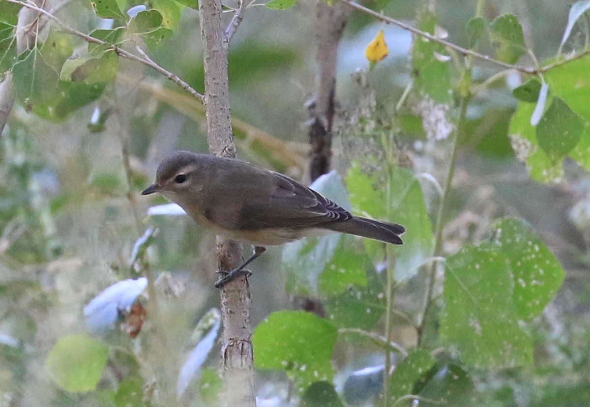 Ötücü Vireo - ML623309064