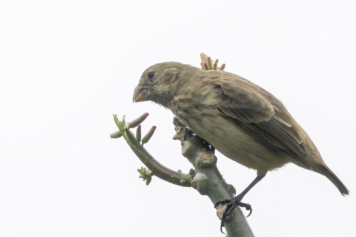 Vegetarian Finch - ML623309107