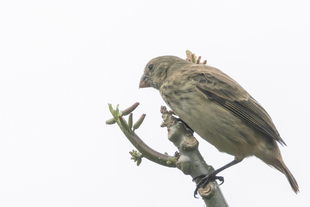 Vegetarian Finch - ML623309108