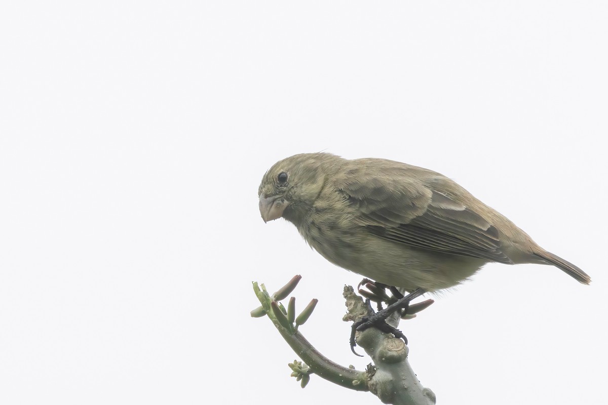 Vegetarian Finch - ML623309109