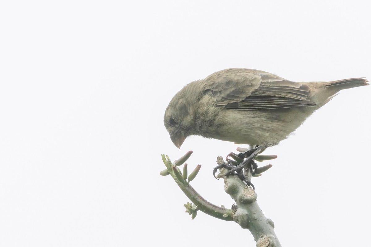 Vegetarian Finch - ML623309110