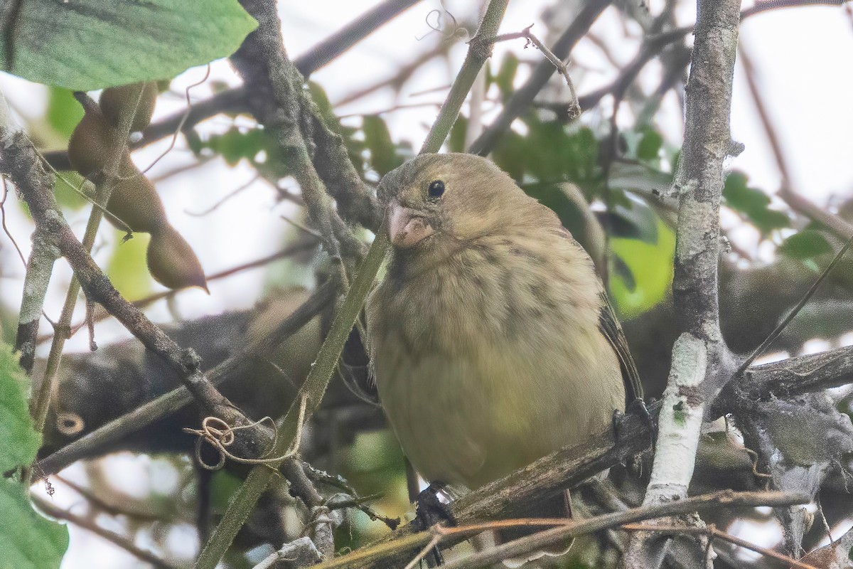 Vegetarian Finch - ML623309111