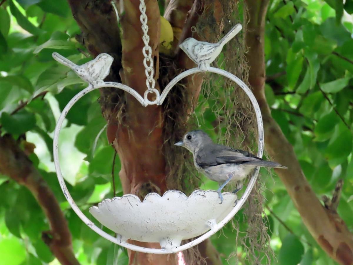 Tufted Titmouse - ML623309118