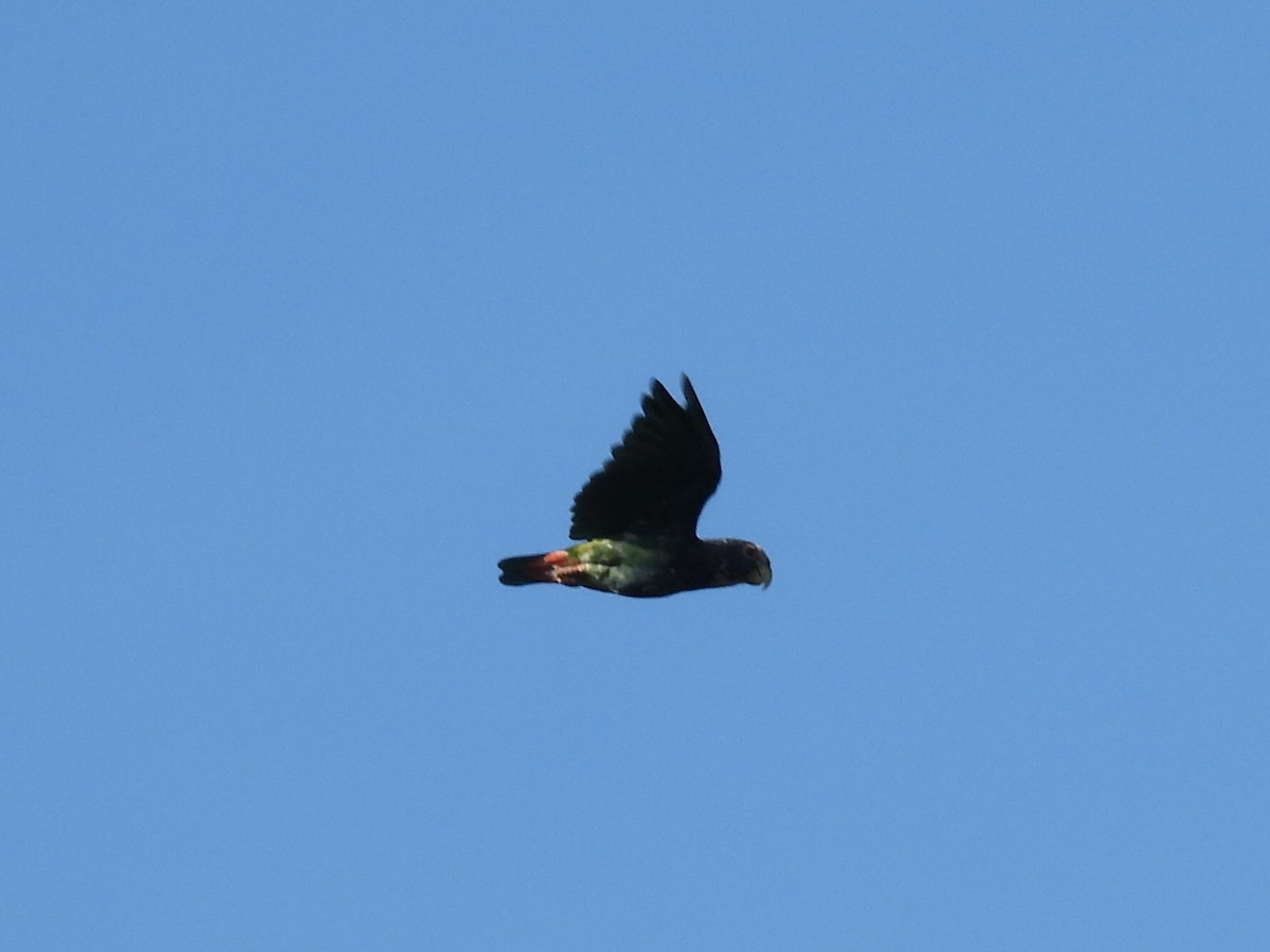 White-crowned Parrot - ML623309136