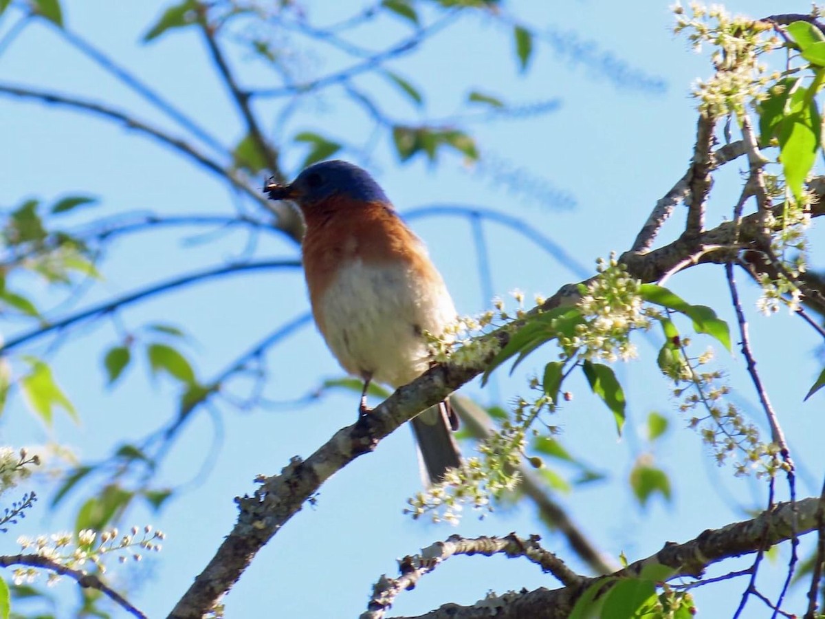 Eastern Bluebird - ML623309165