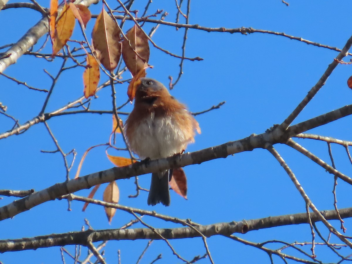 Eastern Bluebird - ML623309166