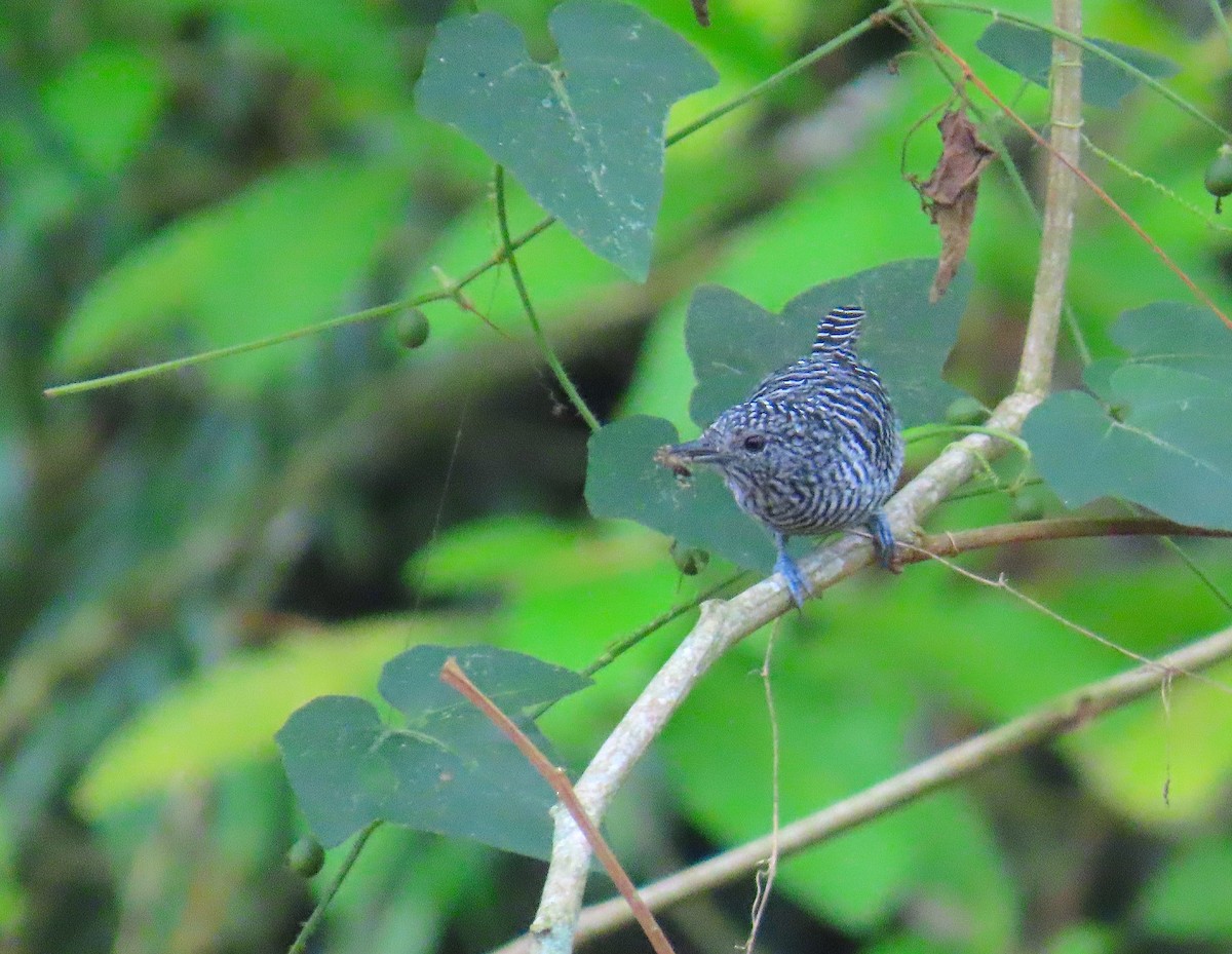 Bar-crested Antshrike - ML623309178