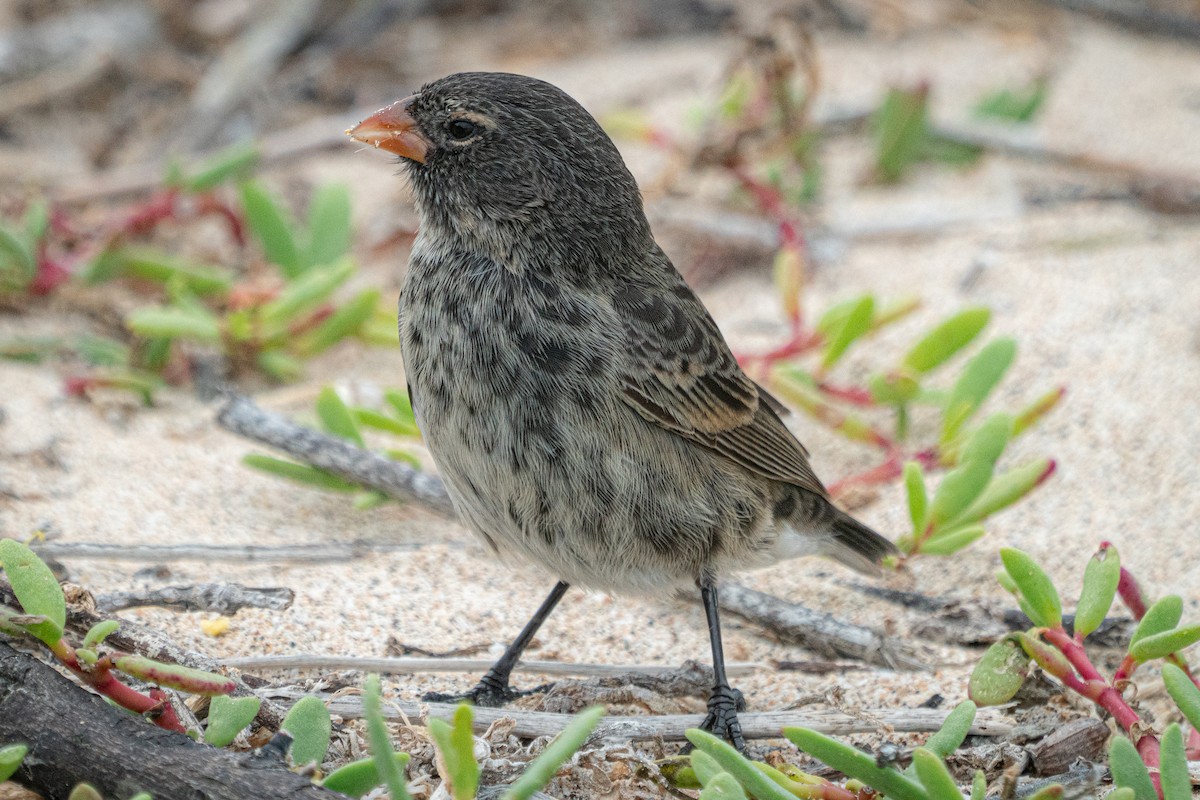 Small Ground-Finch - ML623309185