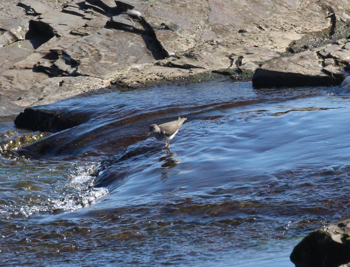 Spotted Sandpiper - ML623309208