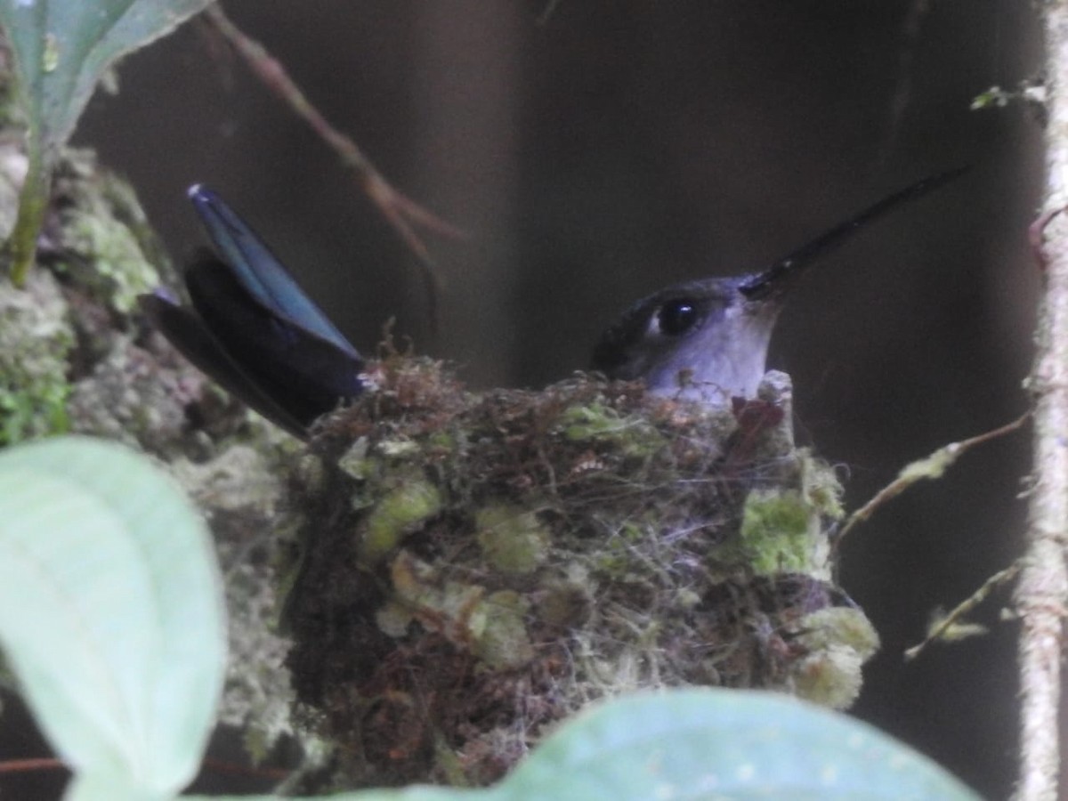 Gray-breasted Sabrewing (obscurus) - ML623309213