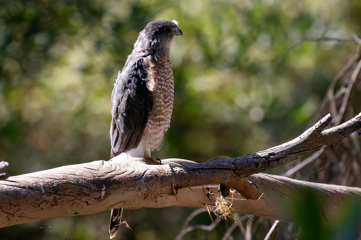 Cooper's Hawk - ML623309251