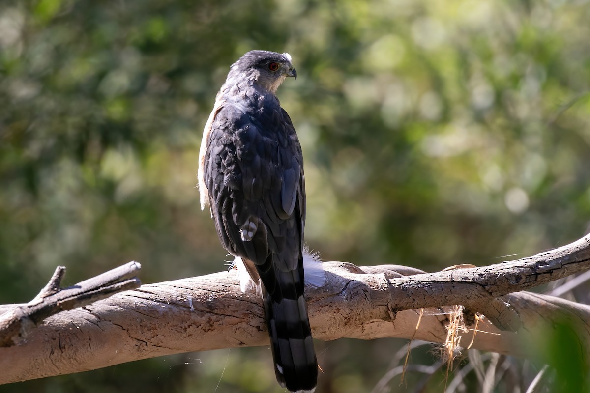 Cooper's Hawk - ML623309252