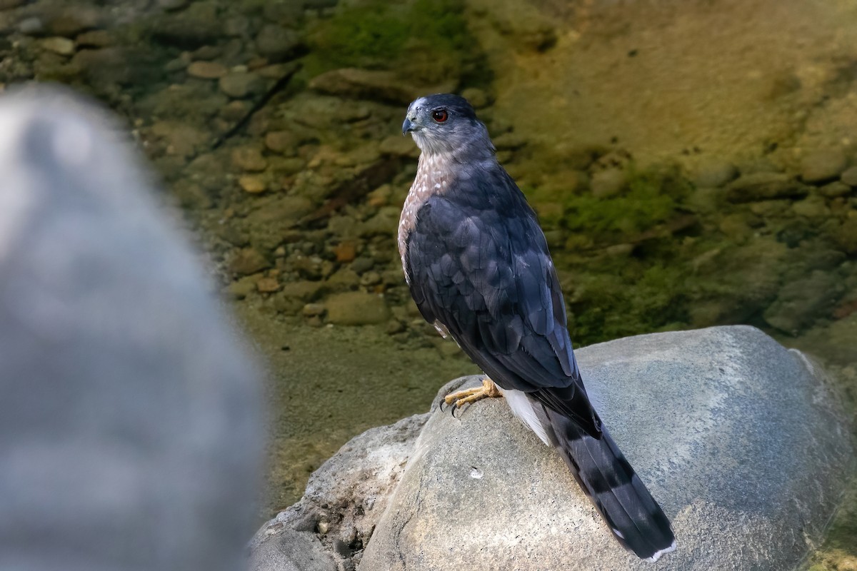 Cooper's Hawk - ML623309258