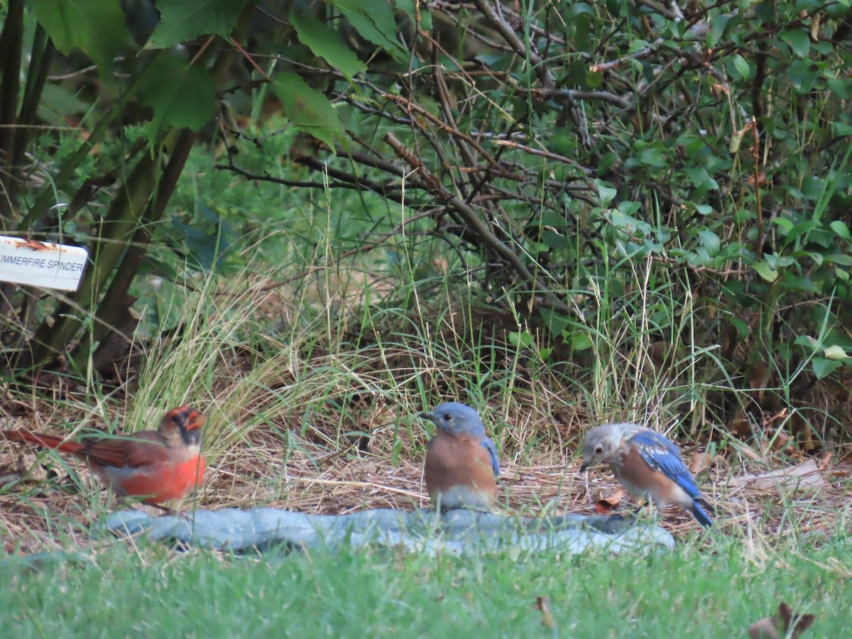 Eastern Bluebird - ML623309272