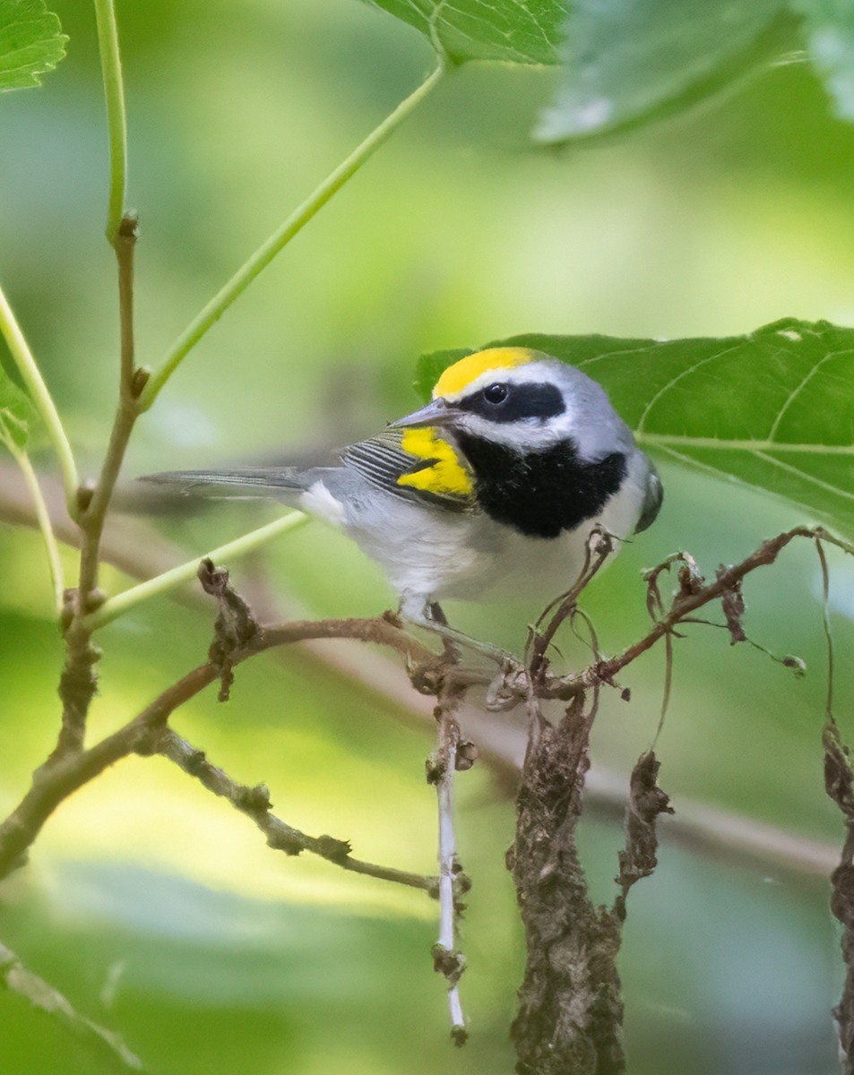 Golden-winged Warbler - ML623309281