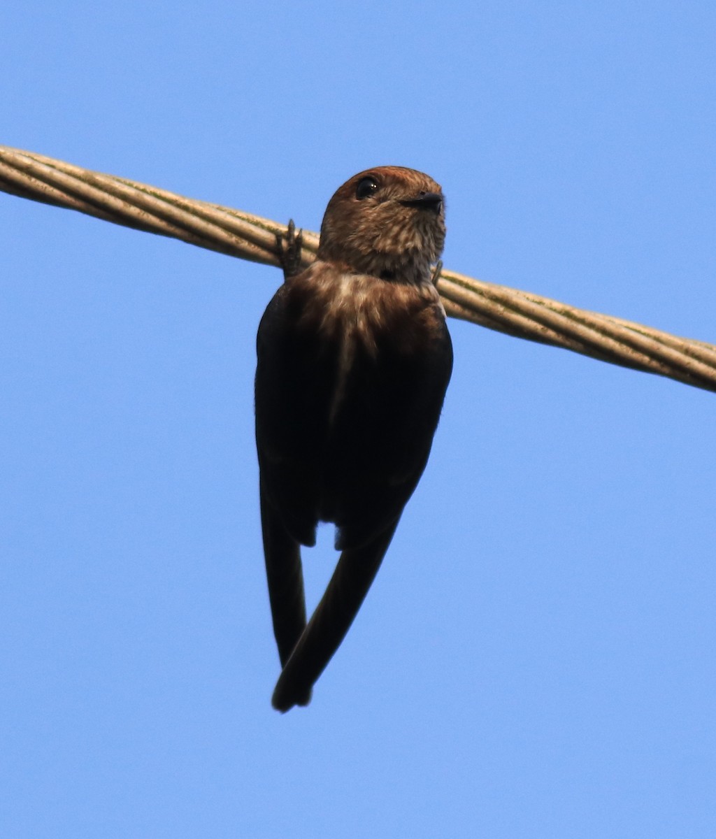 Streak-throated Swallow - ML623309381