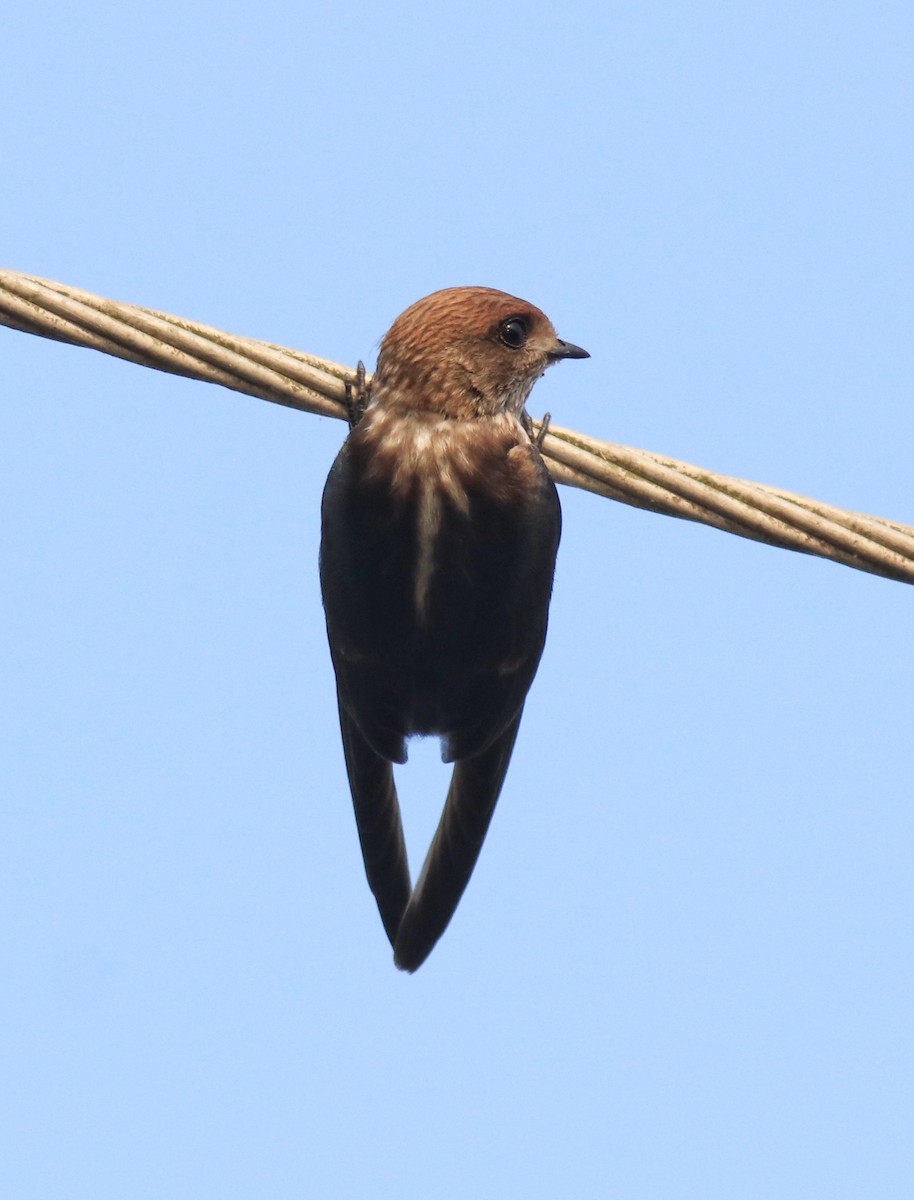 Streak-throated Swallow - ML623309382