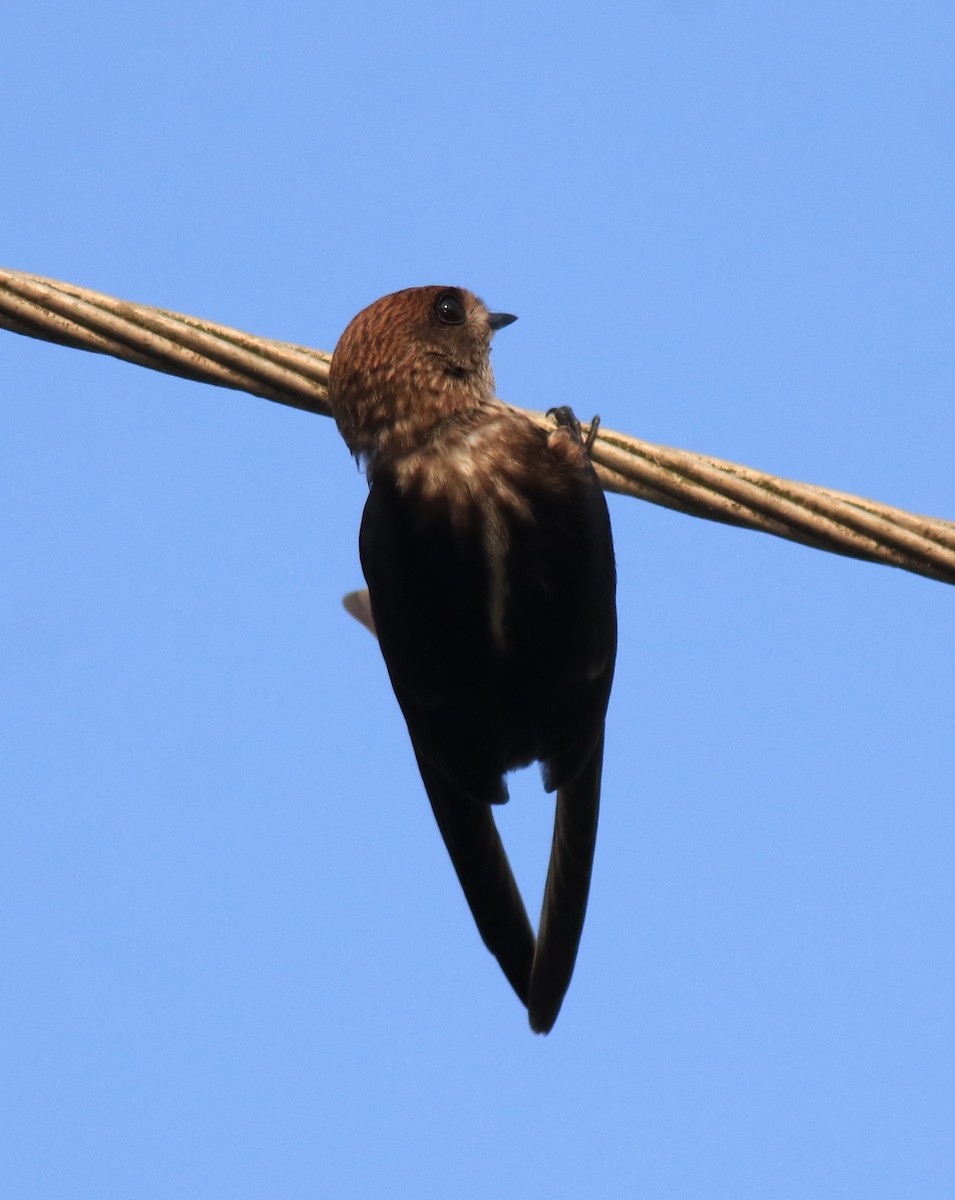 Streak-throated Swallow - ML623309383