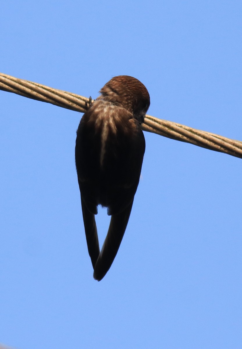 Streak-throated Swallow - ML623309384