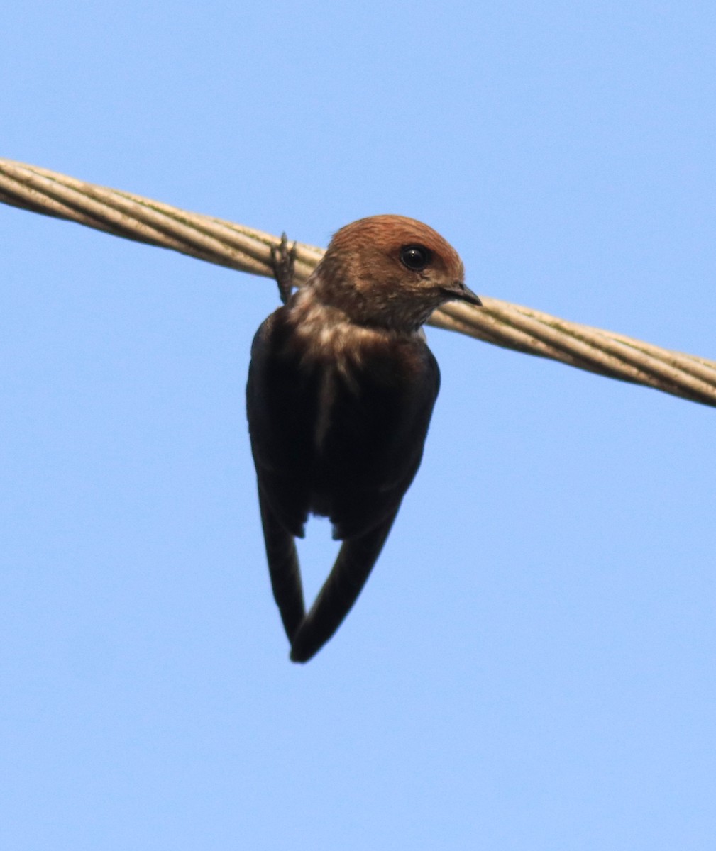 Streak-throated Swallow - ML623309386