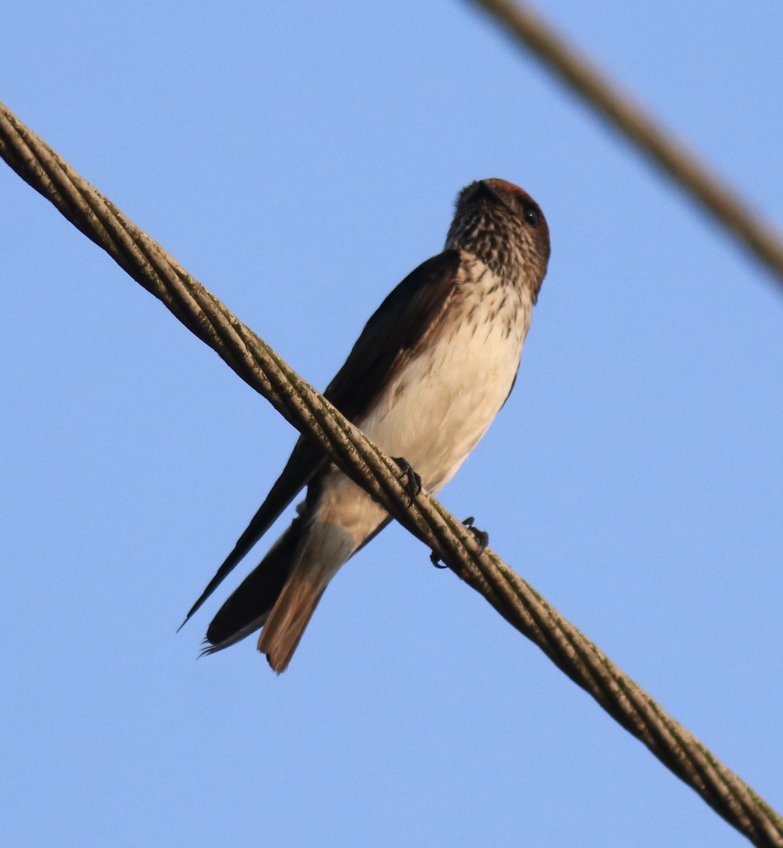 Streak-throated Swallow - ML623309387