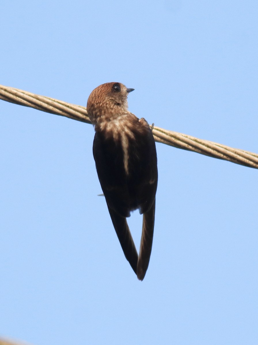 Streak-throated Swallow - ML623309389