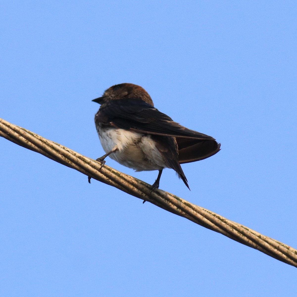 Streak-throated Swallow - Afsar Nayakkan