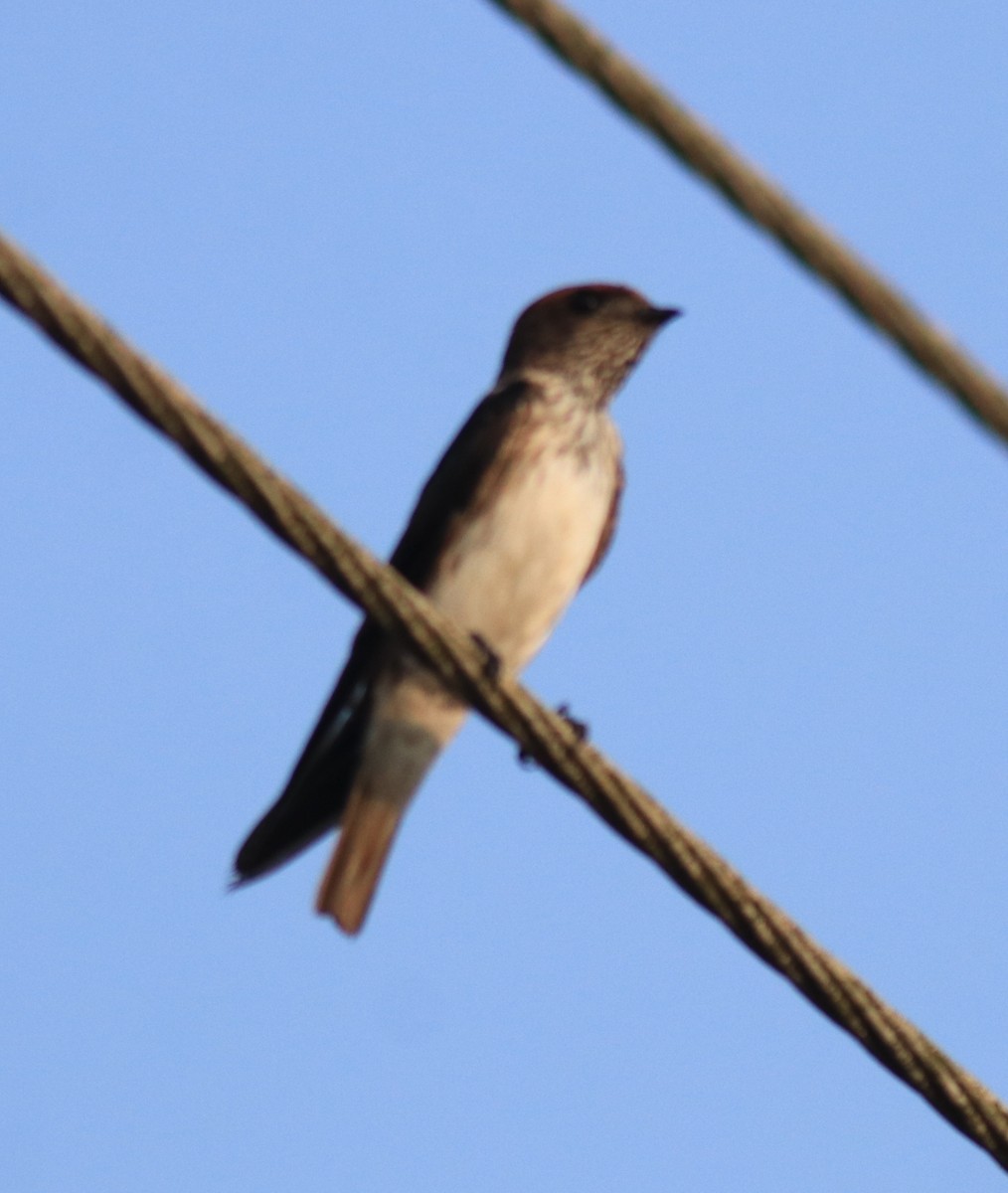 Streak-throated Swallow - ML623309392