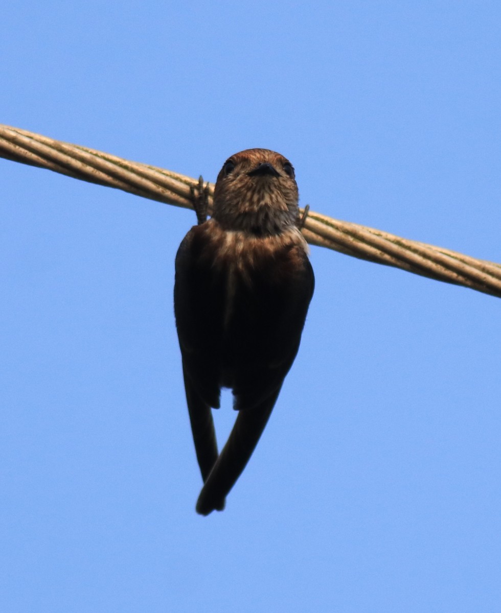 Streak-throated Swallow - ML623309393