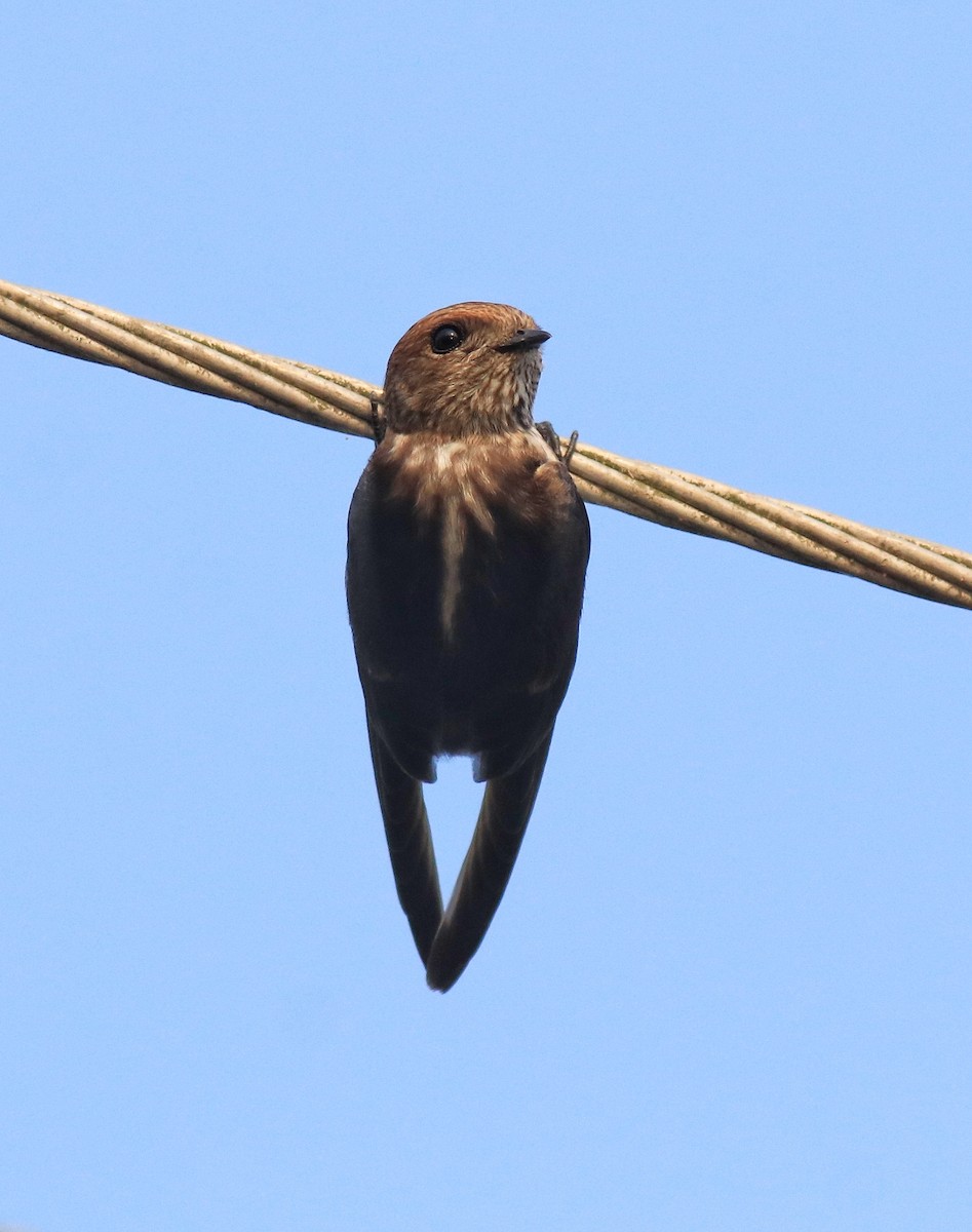 Streak-throated Swallow - ML623309395