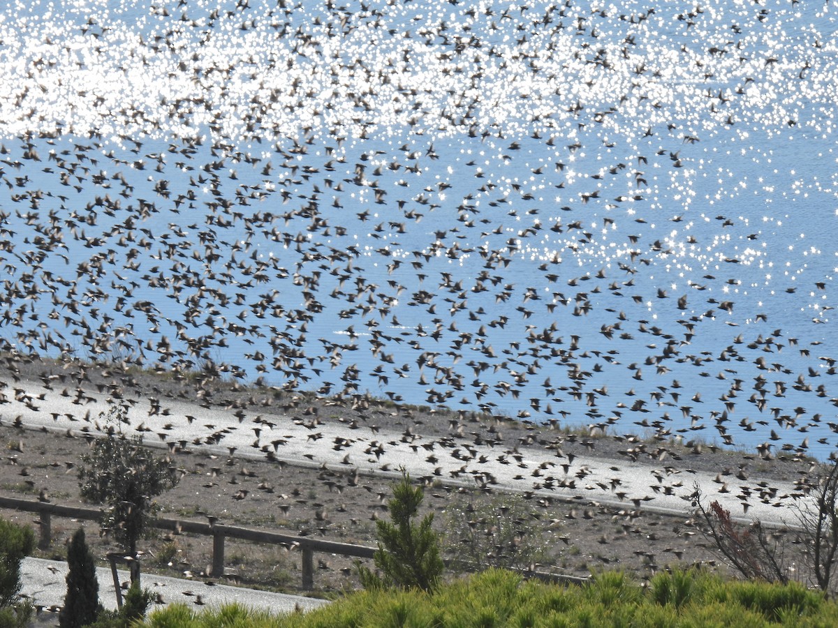 European Starling - ML623309413