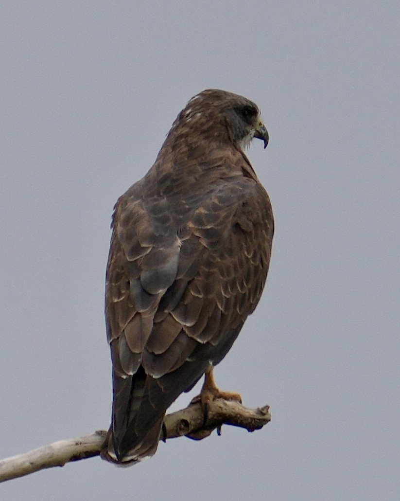 Swainson's Hawk - ML623309459