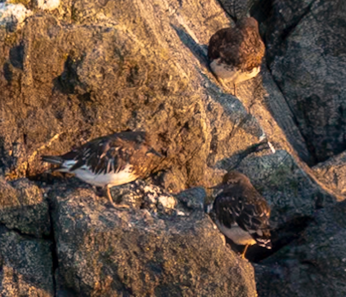 Black Turnstone - ML623309464