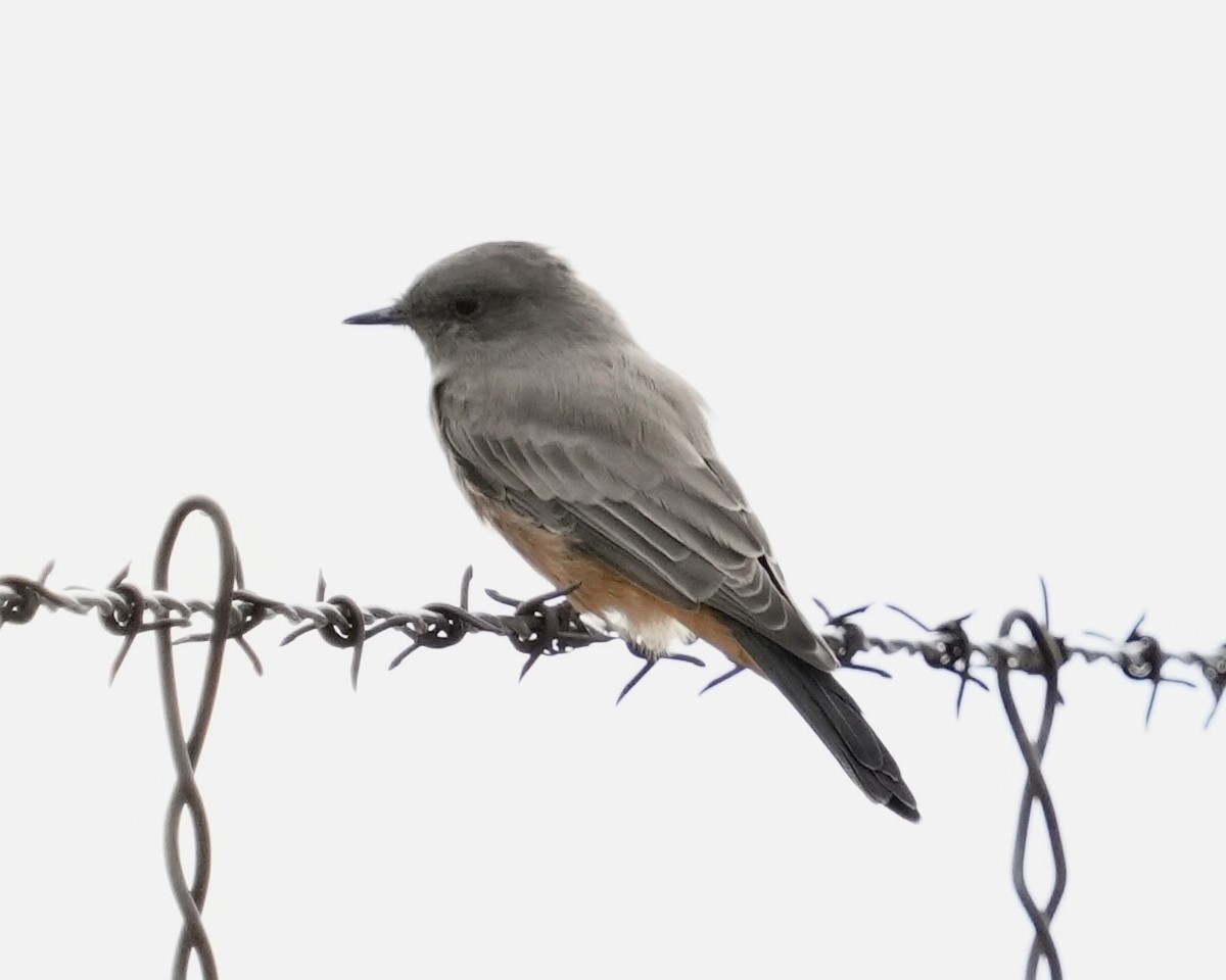 Say's Phoebe - ML623309472