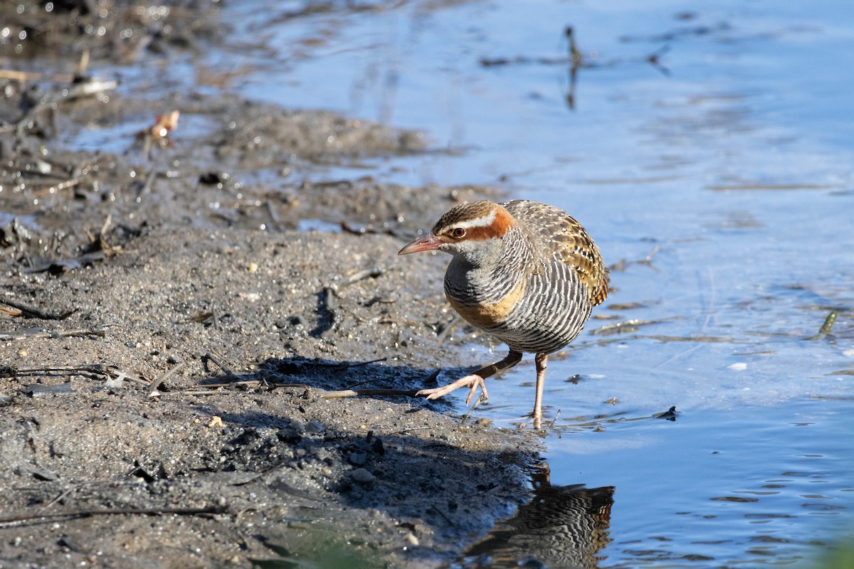 Buff-banded Rail - ML623309483