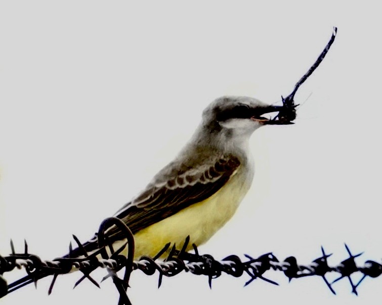 Western Kingbird - ML623309489