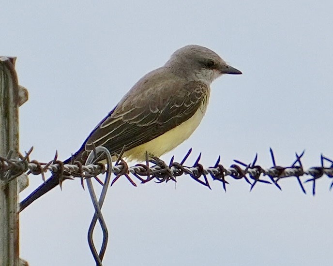 Western Kingbird - ML623309490