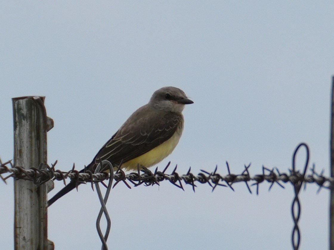 Western Kingbird - ML623309491