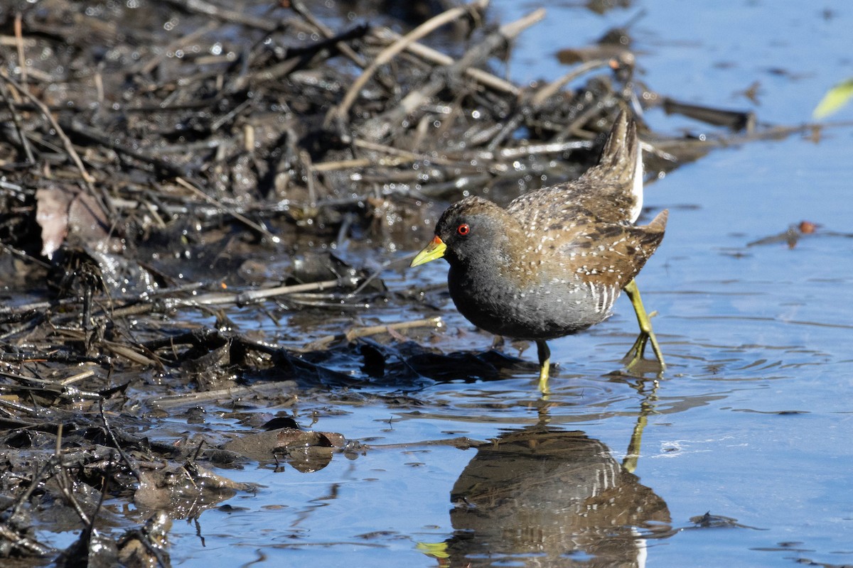 Australian Crake - ML623309493