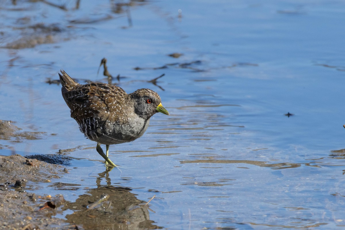 Australian Crake - ML623309495