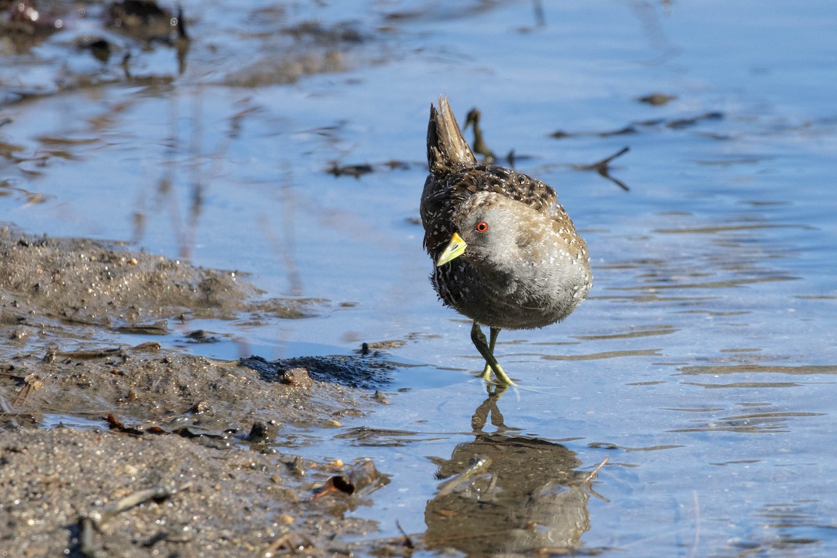 Australian Crake - ML623309496