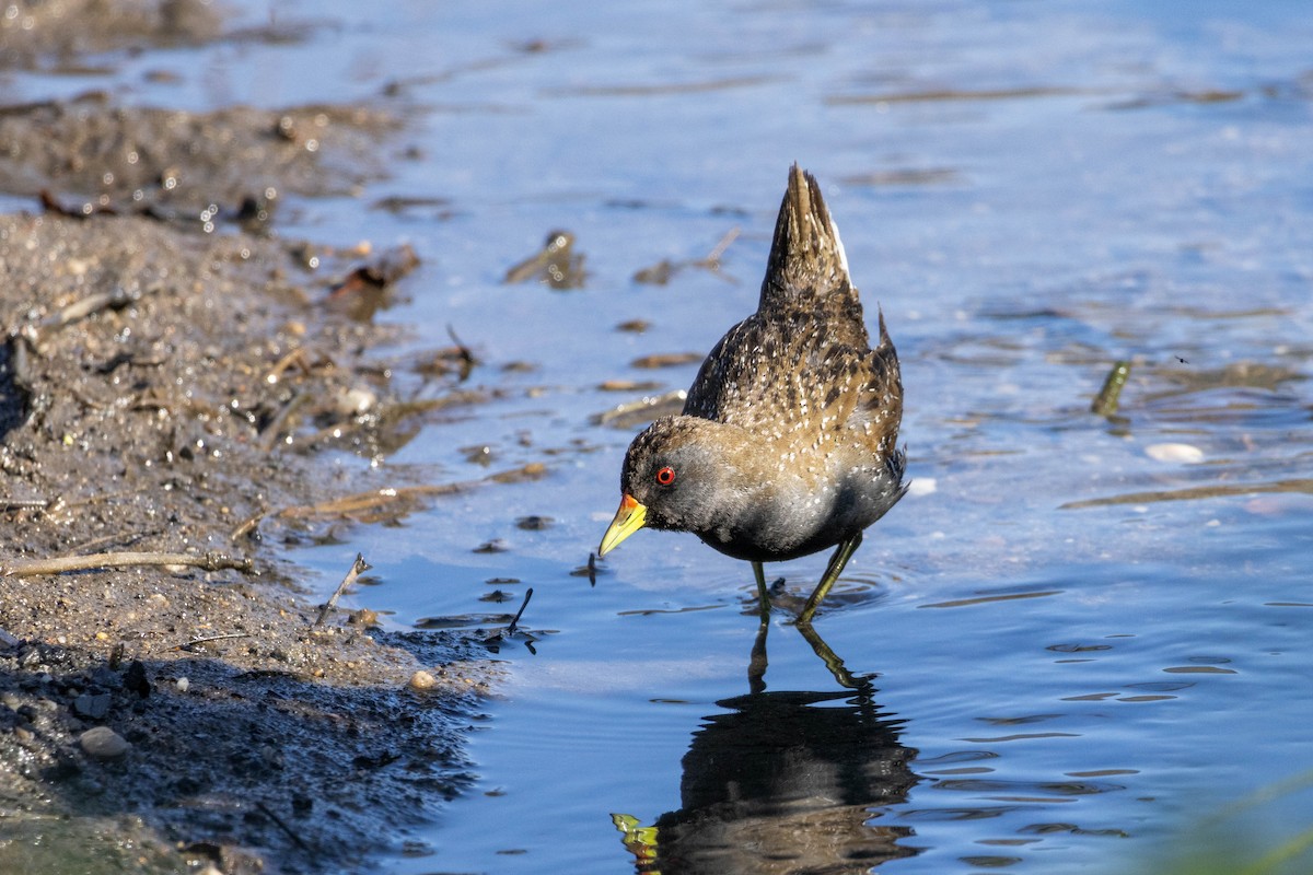 Australian Crake - ML623309497