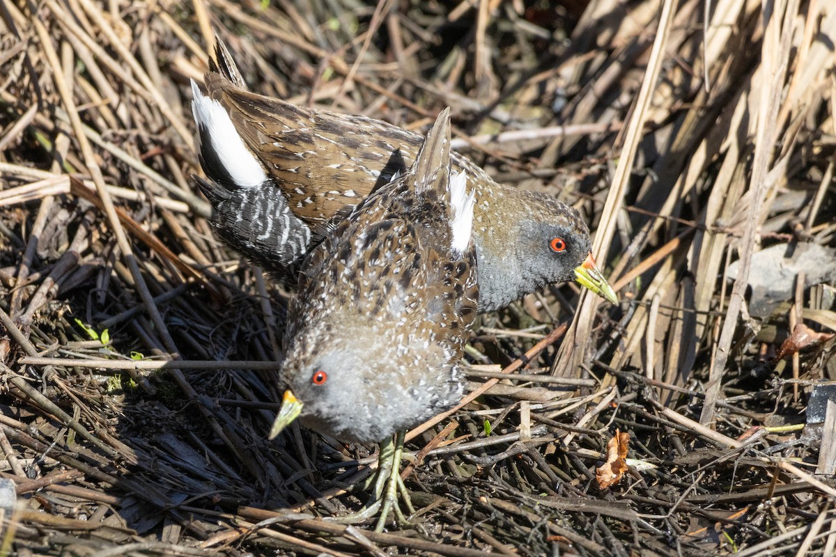 Australian Crake - ML623309498