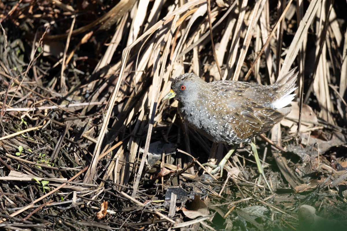 Australian Crake - ML623309499