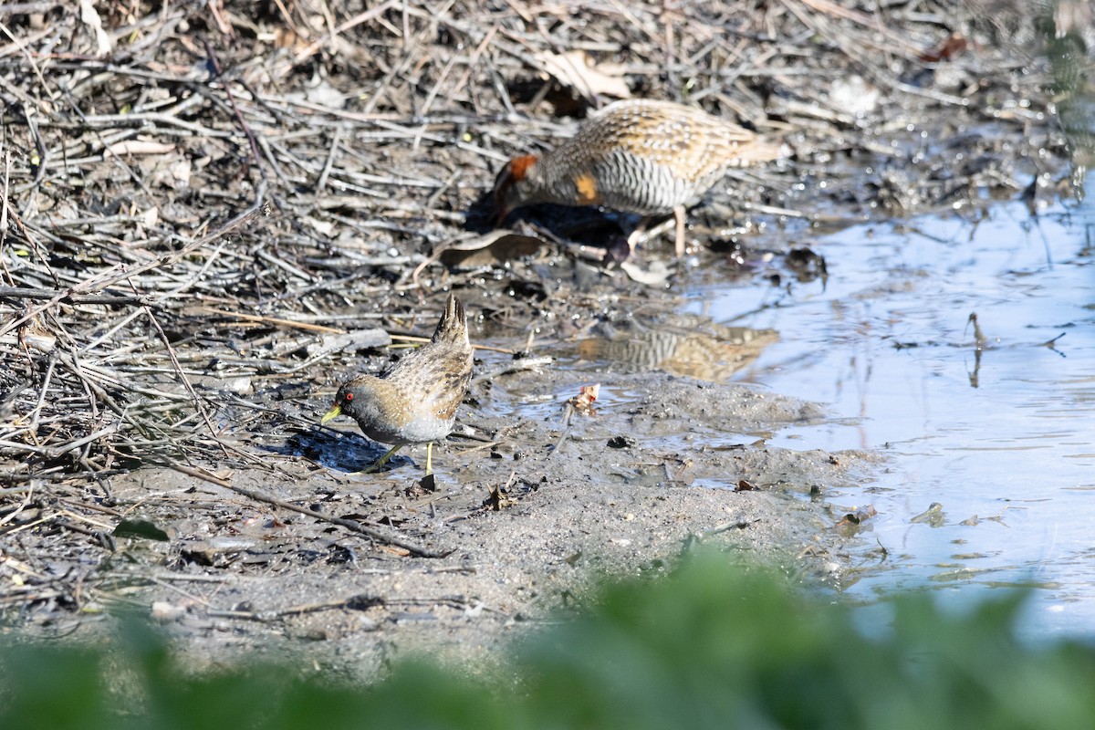 Australian Crake - Lachy Wild