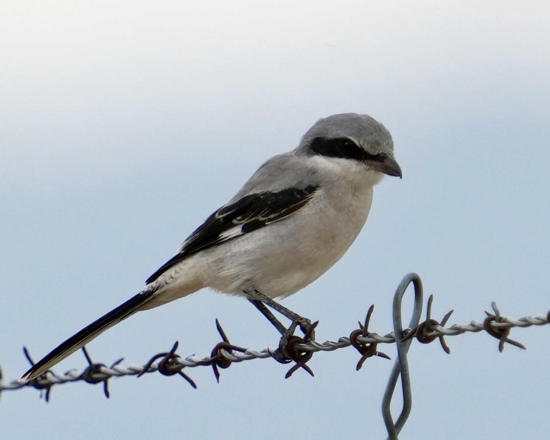 Loggerhead Shrike - ML623309503