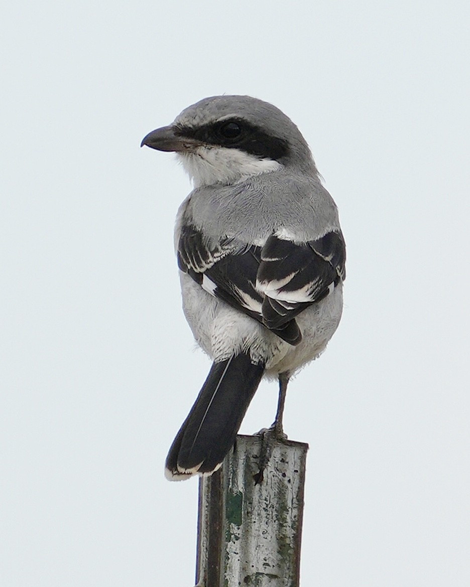 Loggerhead Shrike - ML623309504